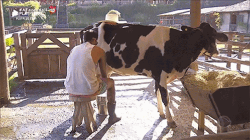 Tirando Leite Vaca GIF