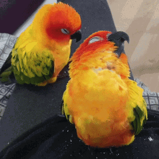 Tired Bird GIF