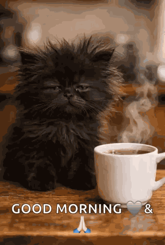 Tired Cat Sleepy Cat GIF