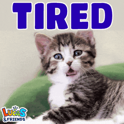 Tired Tired Cat GIF