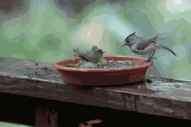 Titmouse Birds GIF