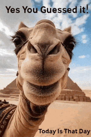 Today Is That Day Happy Wednesday GIF