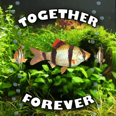 Together Forever Never Part GIF GIF
