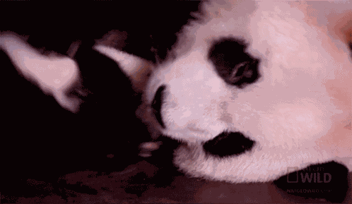 Together Nat Geo Wild GIF