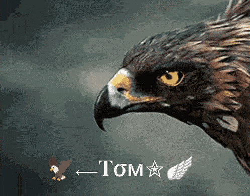 Tom Tom Tom GIF