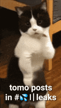 Tomocub New Ur GIF