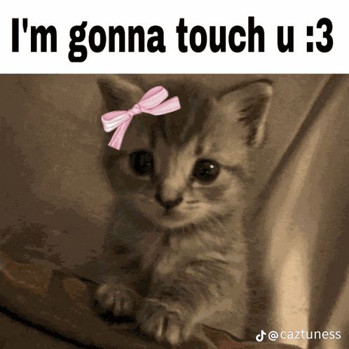 Touch Cat Meme