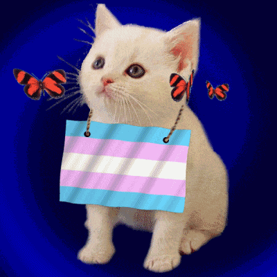 Transgender Kitten GIF