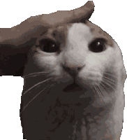 Transparent Pat Sticker