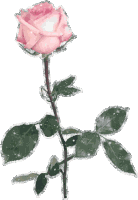 Transparent Pink Rose Glitter Sabrina Sticker