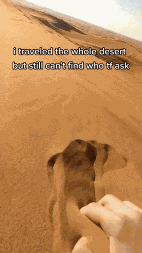Travelled The Whole Desert But Didnt Find Who Ask GIF
