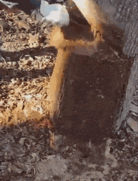 Tree Poop GIF