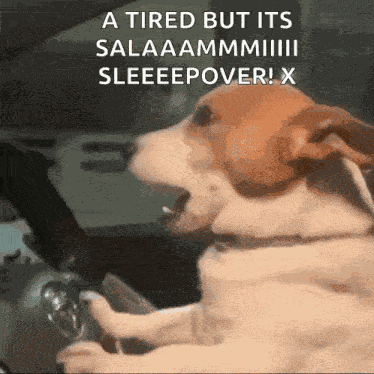 Treyreloaded Dog GIF