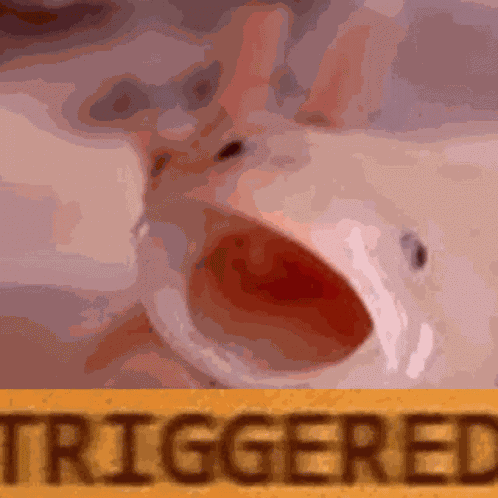 Triggered Axolotl GIF