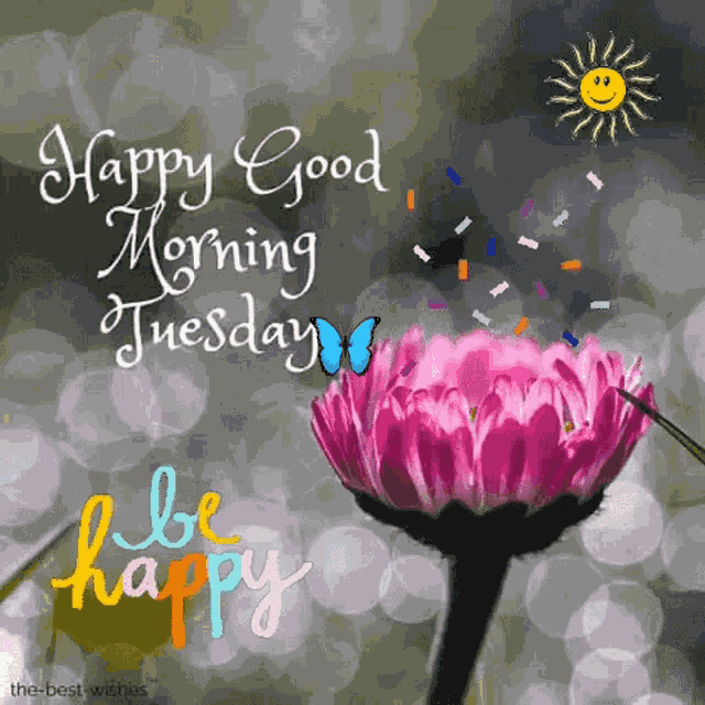 Tuesday Happy Tuesday GIF