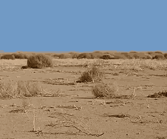 Tumbleweed Desert GIF
