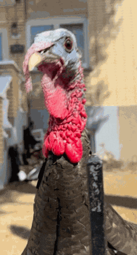 Turkey Gobble Gobble GIF GIF