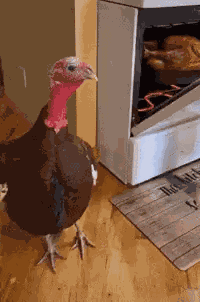 Turkey Thanksgiving GIF