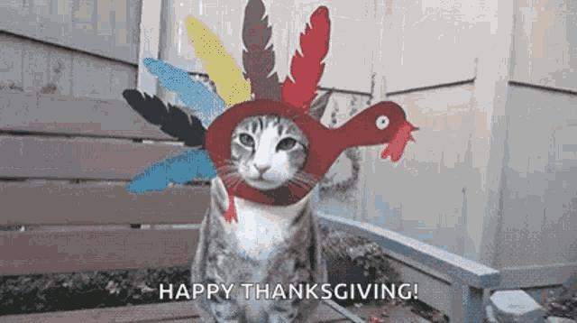 Turkey Thanksgiving GIF
