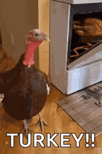 Turkey Turkey Looking At Friend GIF