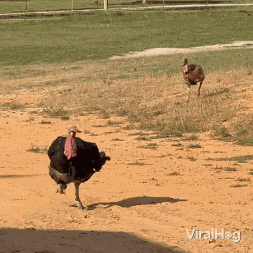 Turkeys Run Viralhog GIF