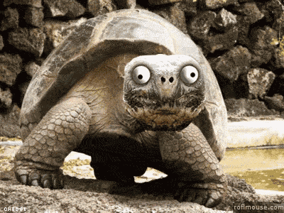 Turtle Funny Animal GIF