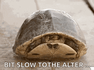 Turtle Peekaboo GIF