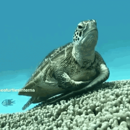 Turtle Sea GIF