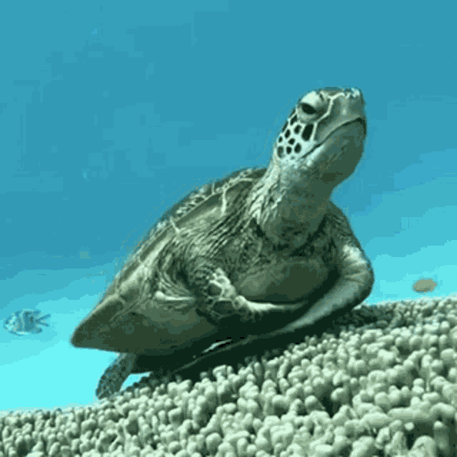Turtle Sea GIF