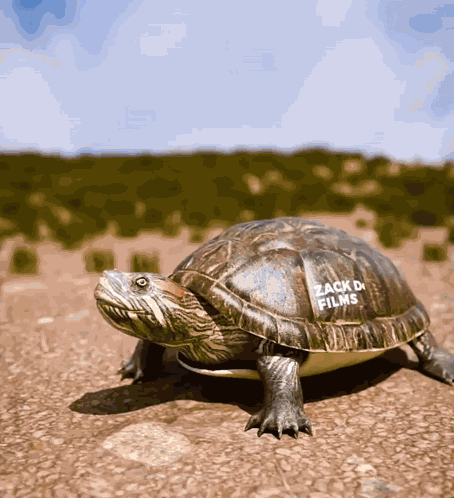 Turtle Shell GIF