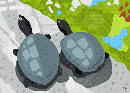 Turtle Turtles GIF