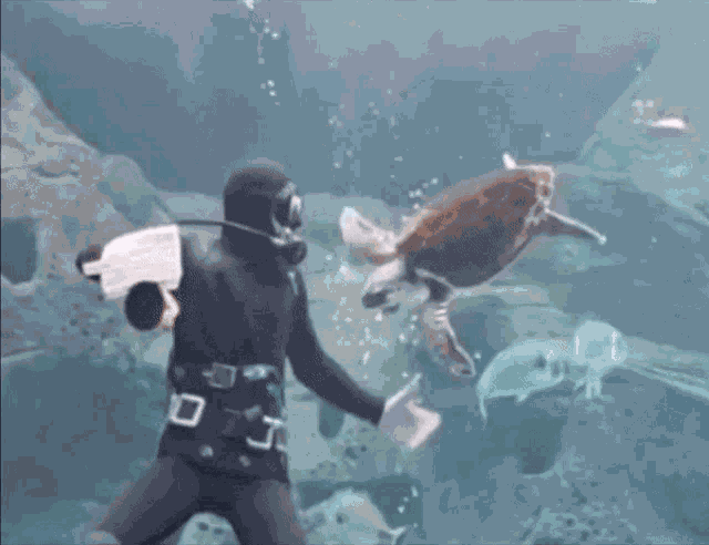 Turtle Water GIF