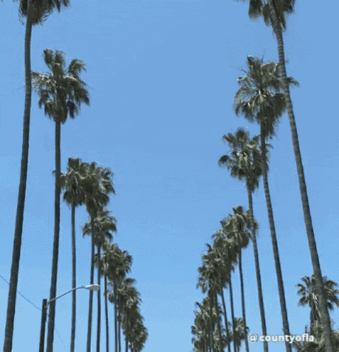 Tv GIF