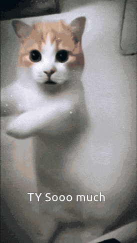 Ty Cat GIF