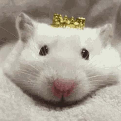 Ugly Rat GIF