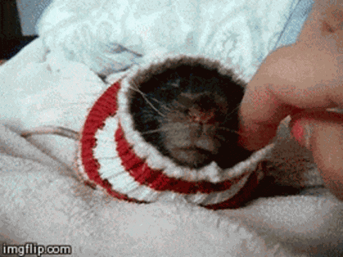 Ugly Rat GIF