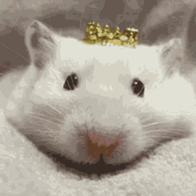 Ugly Rat GIF