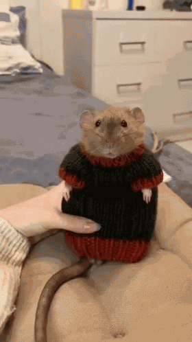 Ukr Rat GIF