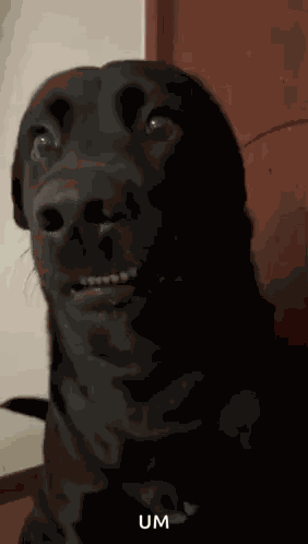 Um GIF