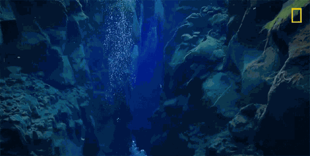 Underwater National Geographic GIF