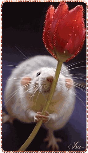 Une Souris Rat GIF