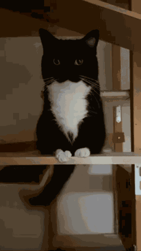 Uni Tail Wag Unicat GIF