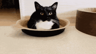 Unico Silly Cat GIF
