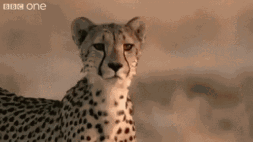 Unimpressed Cheetah GIF