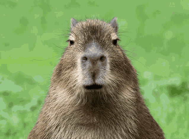 Ur Mom Capybara Meme