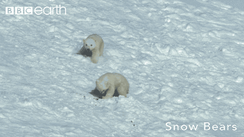 Urso Urso Caindo GIF