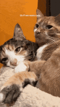 Us If We Were Cats Cuddle GIF