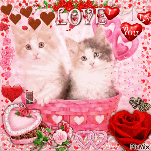 Valentine'S Day Cat GIF
