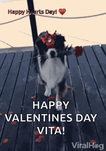 Valentines Dog GIF