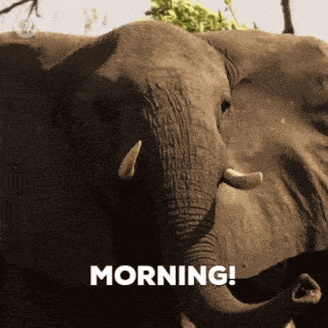 Veramesi Morning GIF